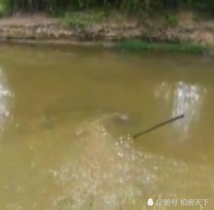 ​离奇！广西一鱼塘现神秘大坑 上万斤活鱼被“吞走”