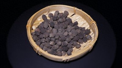 ​南方的山中野果（稔子）