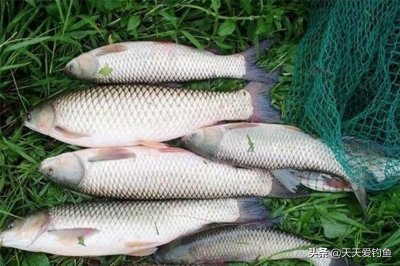​钓鱼技巧：串钩钓浮的3种方法，夏季野钓，绝杀大草鱼、大翘嘴