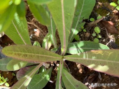 ​【菊科植物】苣荬菜