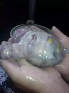 ​在这炎炎夏日鸡宝要怎样保存