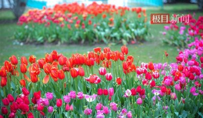 ​中山公园郁金香持续绽放，处处都是打卡点