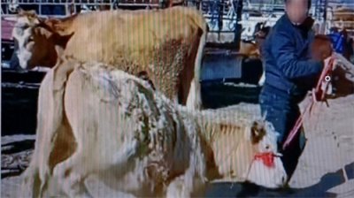 ​母牛跪地恳求主人不要卖了它，只听说狗通人性，原来牛也通人性？