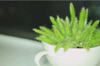 ​图说火龙果盆栽成长日记