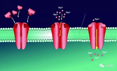 ​生物电，不是你想象