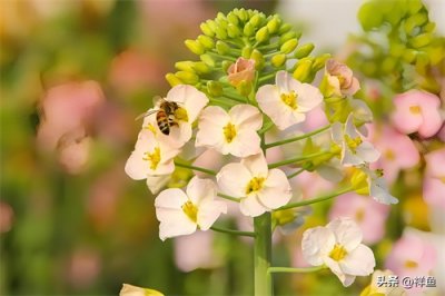 ​治愈系风景照片，探寻春之美！春日故乡美景，盛开的油菜花壁纸！