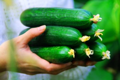 ​关于水果黄瓜你又了解多少？