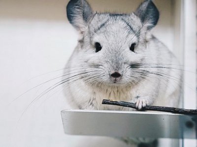 ​宠物篇：可爱的龙猫