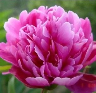 ​分享图片——富贵花开，霸气侧漏的牡丹