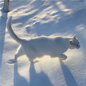 ​适合冬季用的萧条清冷的背景图 2023适合冬季用的配图