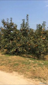 ​像苹果一样的甜柿，你见过吗？