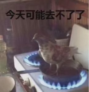 ​一组鸽子表情包合集