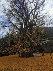 ​观音禅寺知多少？