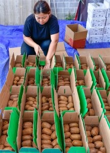 ​（社会）贵州修文猕猴桃丰收上市