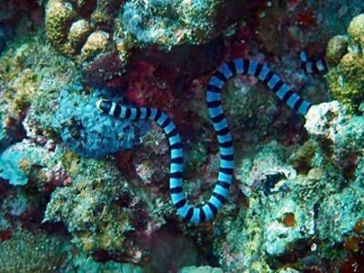 ​每日一照162：灰海蛇