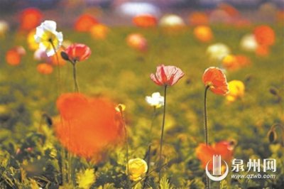 ​滨海公园南端冰岛虞美人进入花期 游客抢“鲜”打卡