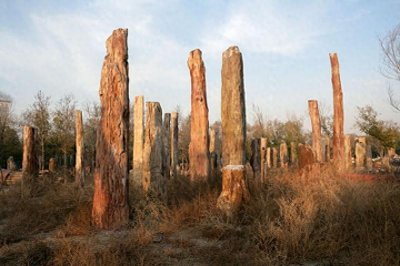 ​“树化玉”到底是树还是玉？