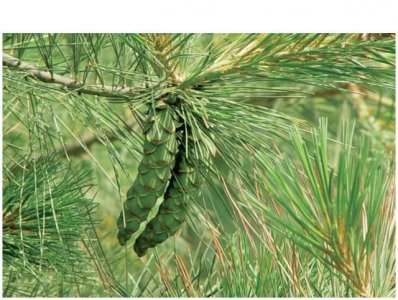 ​「自然科普」北美乔松：木材轻硬 可作建筑、器具等用材