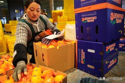 ​湖北秭归：脐橙销售提速