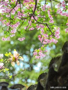 ​一片春心付海棠：海棠花怎么拍？6个技巧学起来！