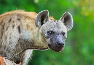 ​非洲二哥鬣狗，不怕狮子，却怕非洲人？非洲人是怎么对它的？