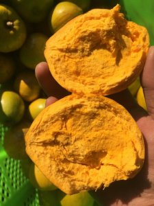 ​云南”蛋黄果“也叫鸡蛋果