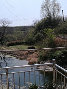 ​俗语：“门前见方塘，做事多荒唐”，屋房门前有方塘怎么了？