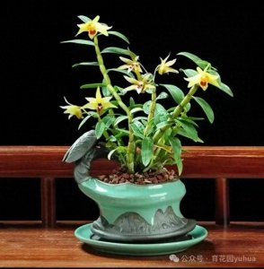 ​这4种“仙草花”，开花超漂亮，不仅能美化家居，还能调理身体