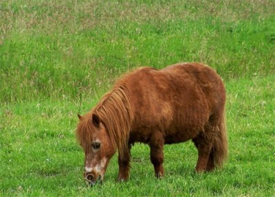 ​马中之宝——矮马
