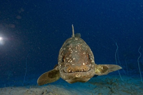 与恐龙同岁的腔棘鱼：濒临灭绝，堪称海底生物