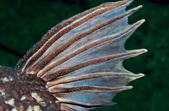 与恐龙同岁的腔棘鱼：濒临灭绝，堪称海底生物