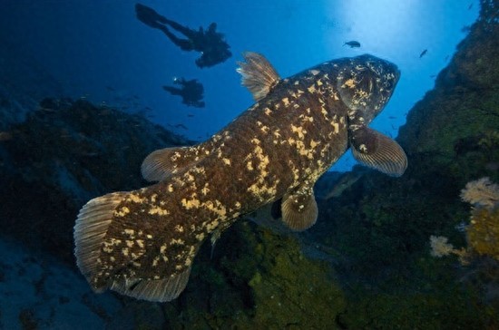 与恐龙同岁的腔棘鱼：濒临灭绝，堪称海底生物