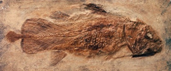 与恐龙同岁的腔棘鱼：濒临灭绝，堪称海底生物