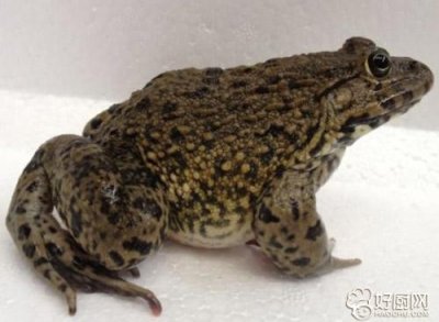 ​田鸡的基本介绍