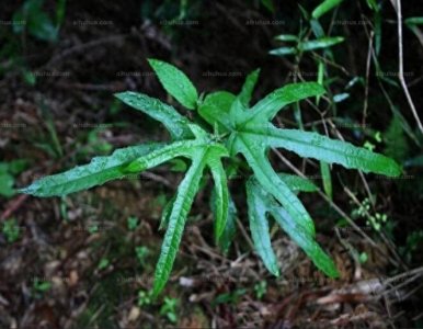 ​岭南地区常见中草药——五指毛桃