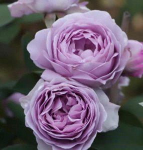 ​知名度超高的蓝紫色系月季——蓝色风暴