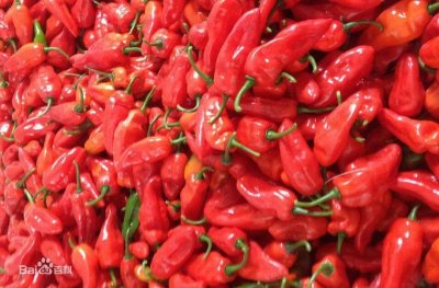 ​传说中的魔鬼辣椒原来长这样，据说辣度五颗星，你敢尝试吗？