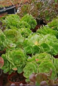 ​多肉的气根怎么产生的，如何处理？