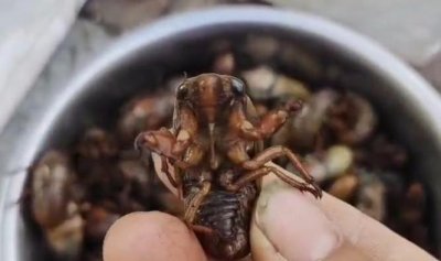 ​逛市场|知了猴大量上市，一块多钱一只不愁卖