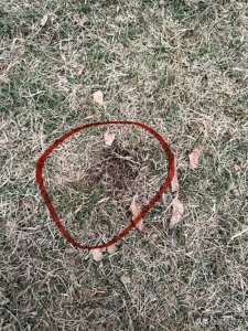 ​广州毒杀宠物狗事件：人与狗的冲突与和解