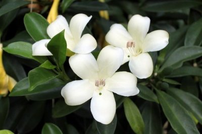 ​每天认识一种植物（十九）：灰莉——朴素自然，清净纯洁