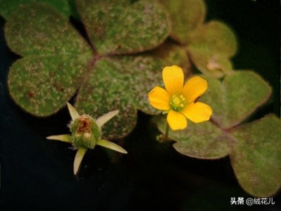 ​璀璨的心～酢浆草