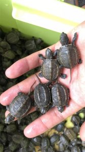 ​家里养龟的三大忌讳有哪些，