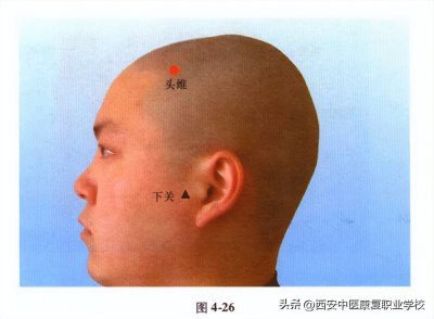 ​足阳明胃经经穴——头维穴