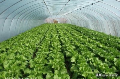 ​如何种植大棚蔬菜