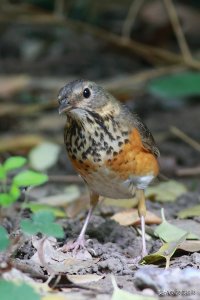 ​久违了 一种低调奢华的小精灵