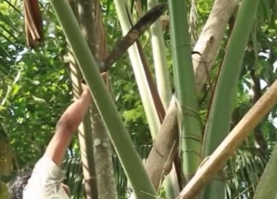 ​围观：印第安人手工做草裙，一场草裙舞真不容易