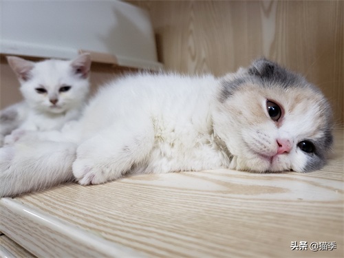 英短折耳三花小赏