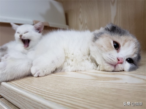 英短折耳三花小赏