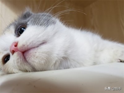 ​英短折耳三花小赏